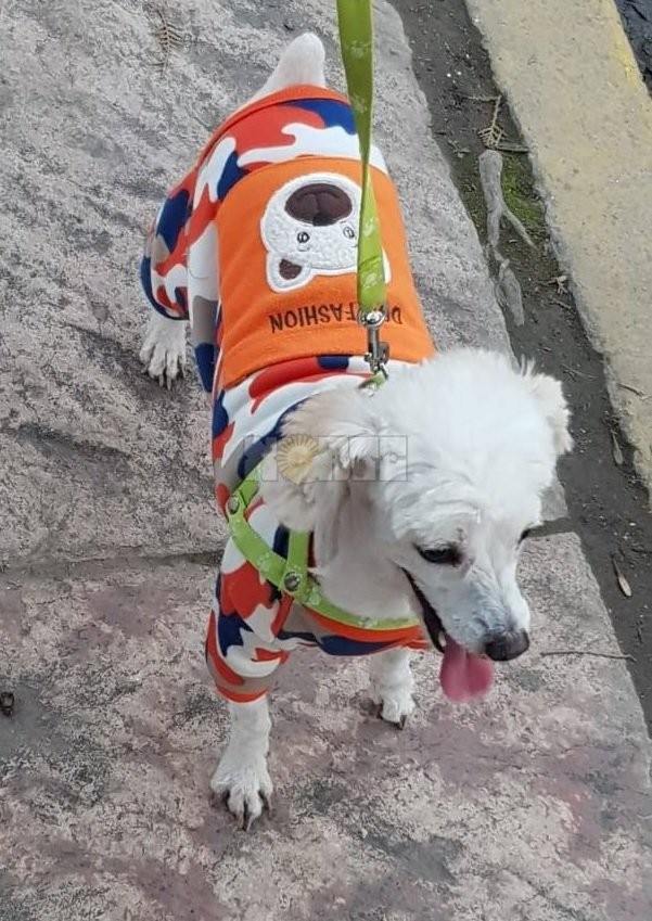 perro tres.jpg