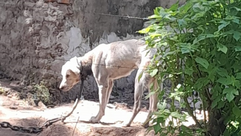 Rescataron a un perrito atado con candado y a la intemperie