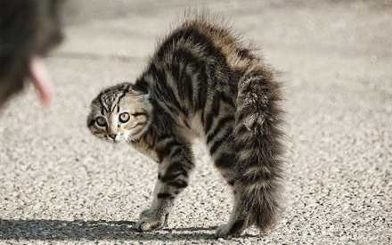 gato demente01.jpg