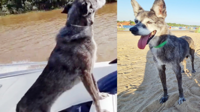 Ofrecen recompensa por una perrita enferma desaparecida en Resistencia