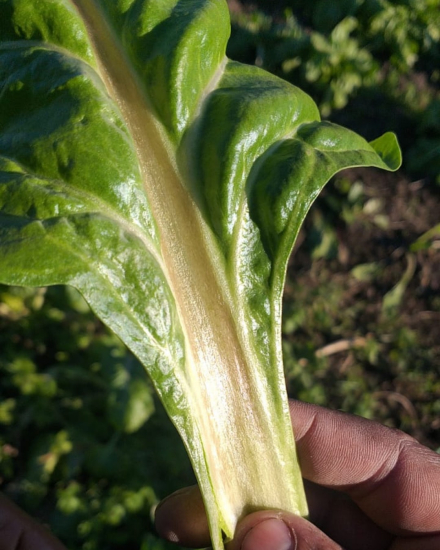 Agronomía_3.jpg