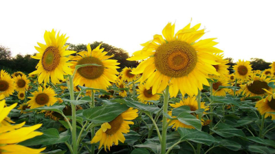 Buen panorama para el trigo y el girasol, pero la expectativa es el tipo de cambio