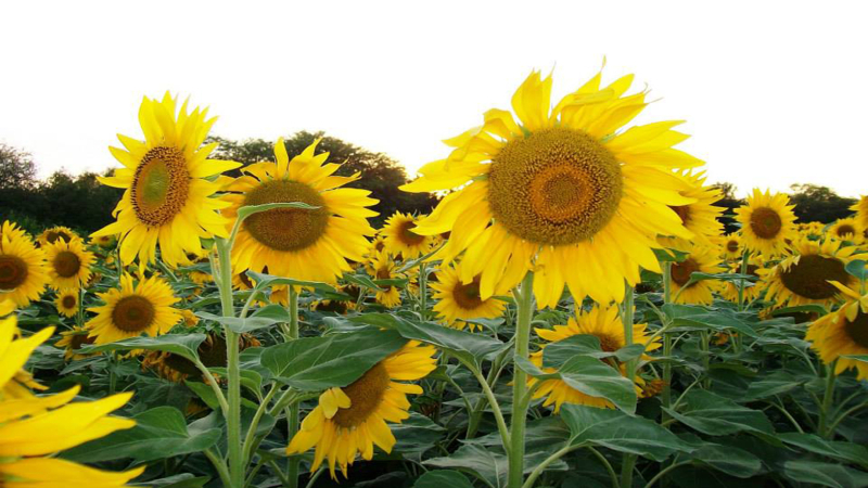 Buen panorama para el trigo y el girasol, pero la expectativa es el tipo de cambio
