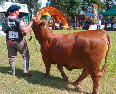 18-R-182-DESFILE-BRANGUS.jpg