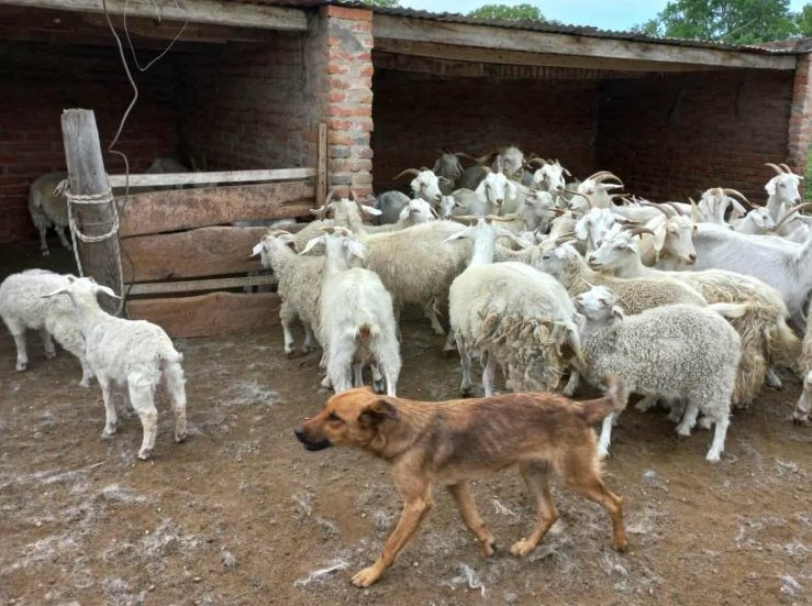 Perro-cuidador.jpg