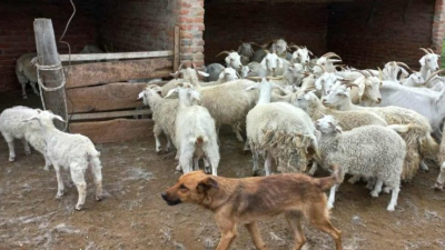 Estudian el rol de perros no entrenados en la protección del ganado caprino chaqueño