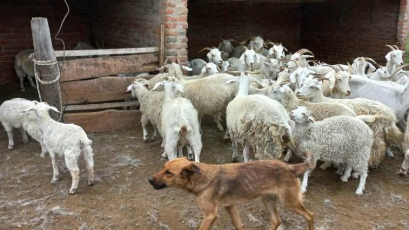 Estudian el rol de perros no entrenados en la protección del ganado caprino chaqueño