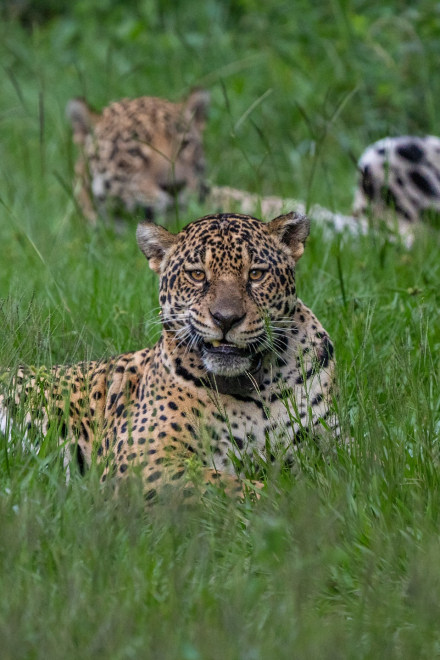 Yaguareté en Iberá - crédito Sebastián Navajas - Fundación Rewilding Argentina.jpg