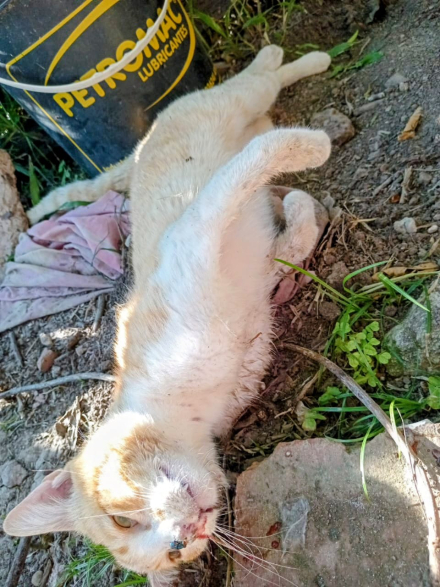 gato.jpg
