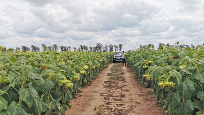 Resaltan que el trigo genera buenos resultados, pero el girasol tiene otro escenario