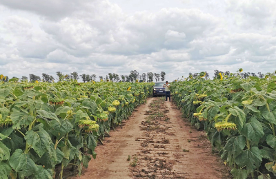 Resaltan que el trigo genera buenos resultados, pero el girasol tiene otro escenario