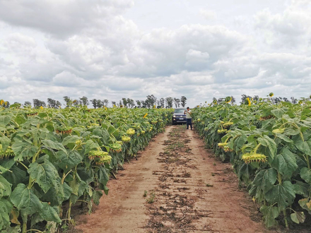 girasol.jpg