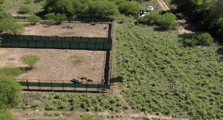 Impenetrable -Liberación guanacos - Rewilding Argentina.png