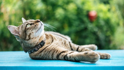 Cuál es el lugar ideal para que los gatos duerman en verano