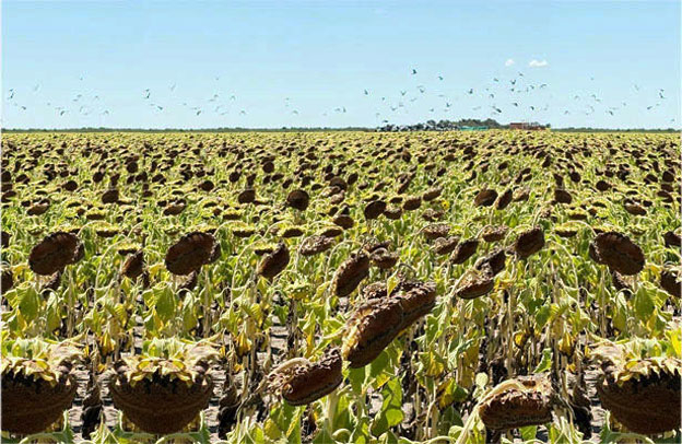 17-girasolnorteSantaFe1.jpg