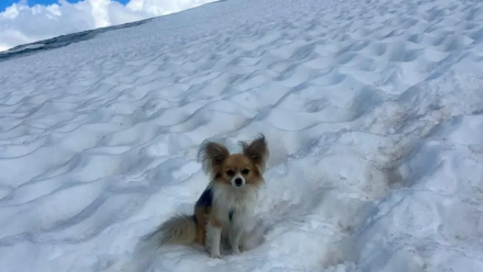 perrito1.jpg