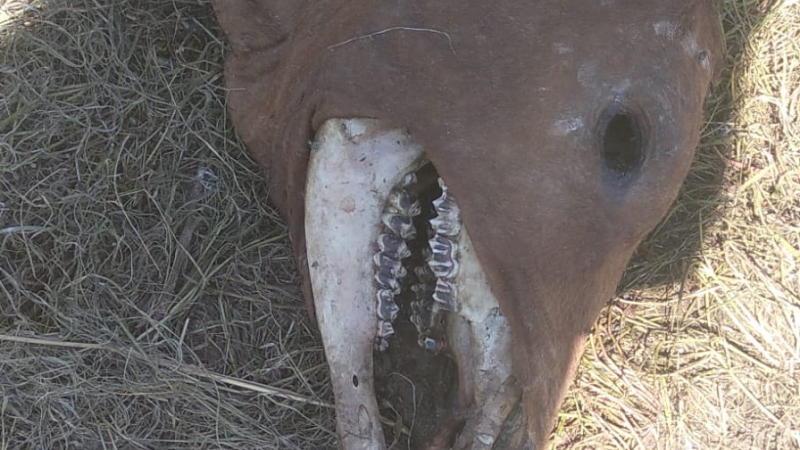 La Policía investiga extrañas mutilaciones de vacunos
