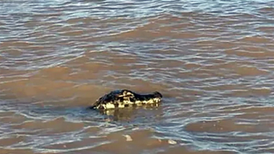 Apareció un yacaré gigante en un balneario