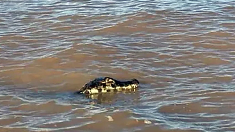 Apareció un yacaré gigante en un balneario