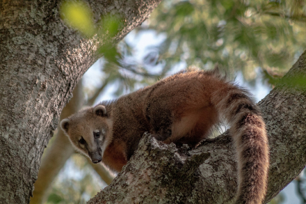 coati_ guillermo llamos.jpg