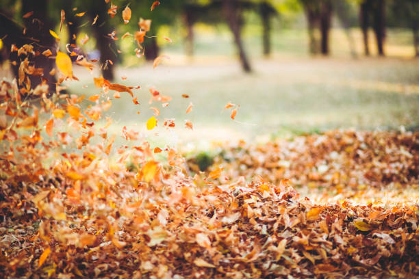 viento hojas otoño.jpg