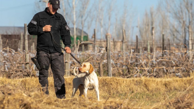 La historia de Fito, del perro policía que encontró a un hombre con pedido de paradero