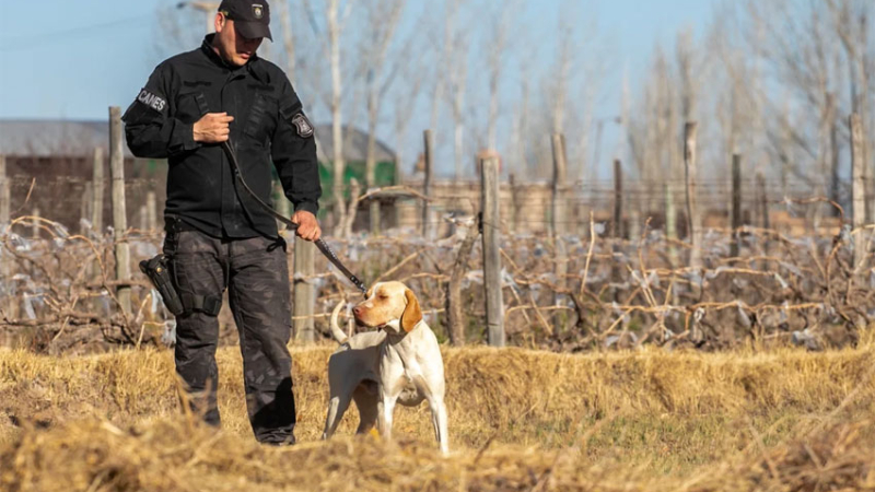 La historia de Fito, del perro policía que encontró a un hombre con pedido de paradero