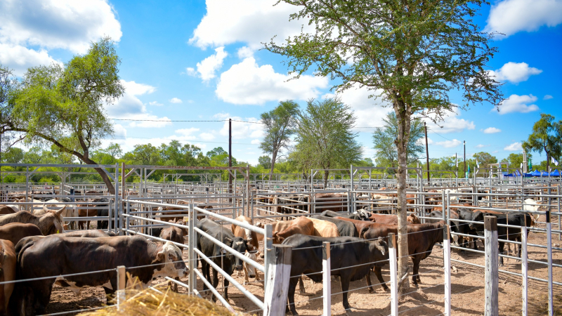 Unas 60 familias de pequeños productores formoseños participarán en feria ganadera