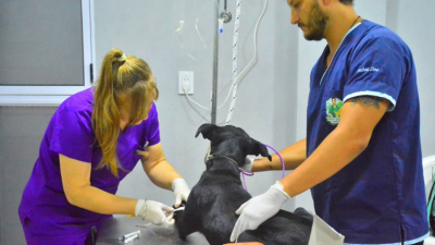 Impulsan una ley provincial para frenar la sobrepoblación de perros y gatos