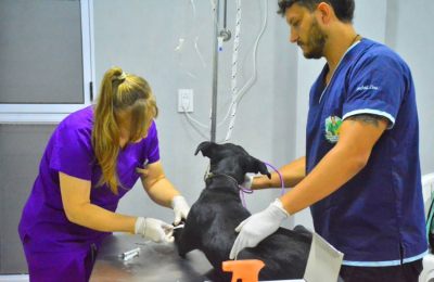 Impulsan una ley provincial para frenar la sobrepoblación de perros y gatos