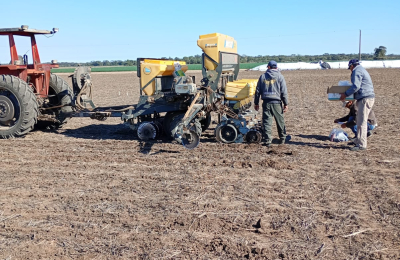 Es un éxito el ensayo comparativo de rendimiento de girasol en la Campaña 2025/26