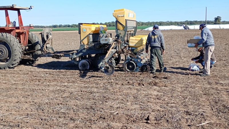 Es un éxito el ensayo comparativo de rendimiento de girasol en la Campaña 2025/26