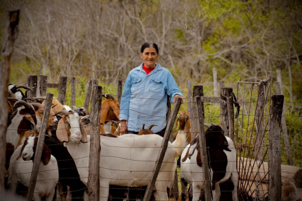 cabras1