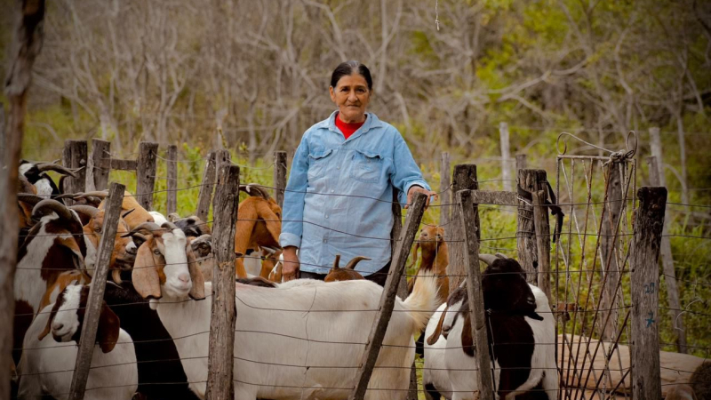La provincia celebra primera exportación de chivos y cabras