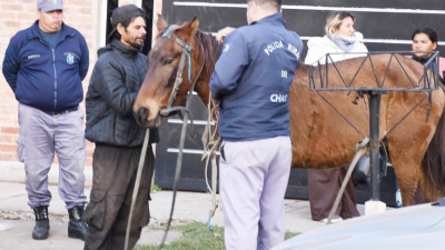 Fundación Libera Chaco advierte que muchos caballos son rescatados cuando están agonizando