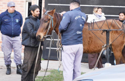Fundación Libera Chaco advierte que muchos caballos son rescatados cuando están agonizando