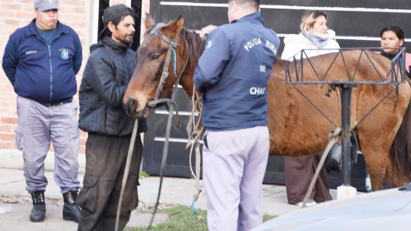 Fundación Libera Chaco advierte que muchos caballos son rescatados cuando están agonizando