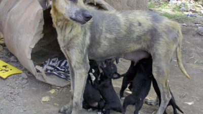 Entre el abandono y la esperanza: día internacional del perro callejero