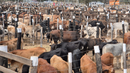Se desarrolló la cuarta Feria Ganadera Paippera en la localidad de El Chorro (2)