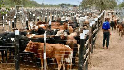 "El Niño": MPyA dio recomendaciones a productores para resguardar producciones agrícolas y ganaderas