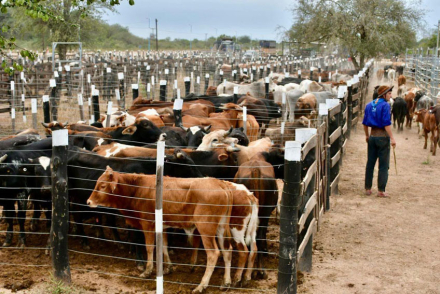 MPyA-dio-recomendaciones-a-productores-para-resguardar-producciones-agrícolas-y-ganaderas-(2)