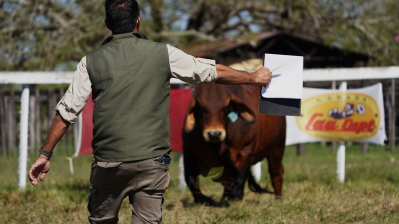 "Lo que más valoramos en Caá Cupé es que el cliente que lleva un animal, después vuelve"