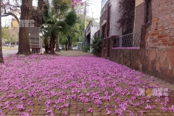 Lapachos en su esplendor