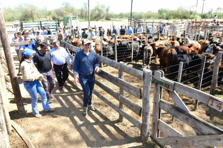 Feria Ganadera Paippera (6)