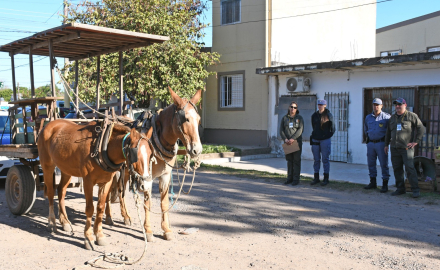 El municipio rescató tres caballos del maltrato y de la tracción a sangre