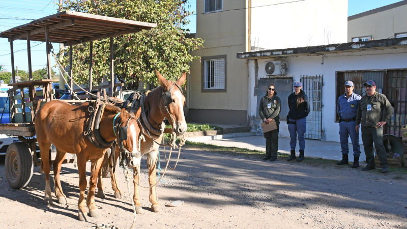 El municipio rescató tres caballos del maltrato y de la tracción a sangre