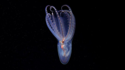 Descubren 57 nuevas especies en los cañones submarinos de la Argentina