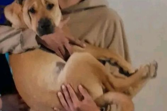 Buscan a Zeus, un perro perdido en el barrio Nazareno