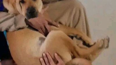 Buscan a Zeus, un perro perdido en el barrio Nazareno