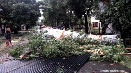 arbol.jpg